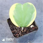 Hoya Kerrii Variegata