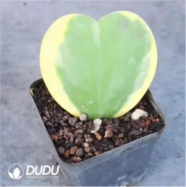 Hoya Kerrii Variegata - Image 1