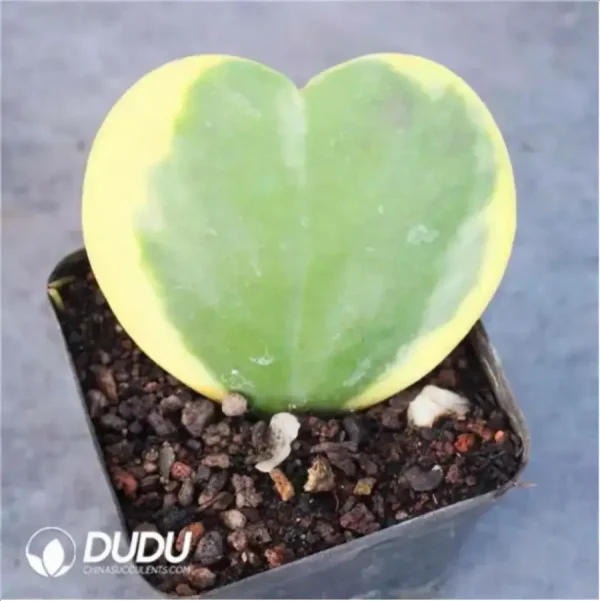 Hoya Kerrii Variegata - Image 2