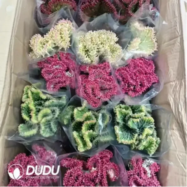 1756115668-1-1724.webp (Grafted)Euphorbia lactea f. cristata - Image 1