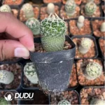 Cactus-Cereus Parodia Tai Dao Lang