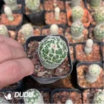 Cactus-Cereus Parodia Tai Dao Lang - Image 2