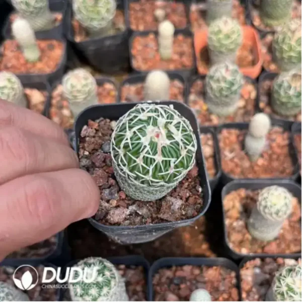 Cactus-Cereus Parodia Tai Dao Lang - Image 2