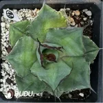 Agave Titanota Black Panther