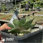 Agave Titanota Black Panther - Image 2