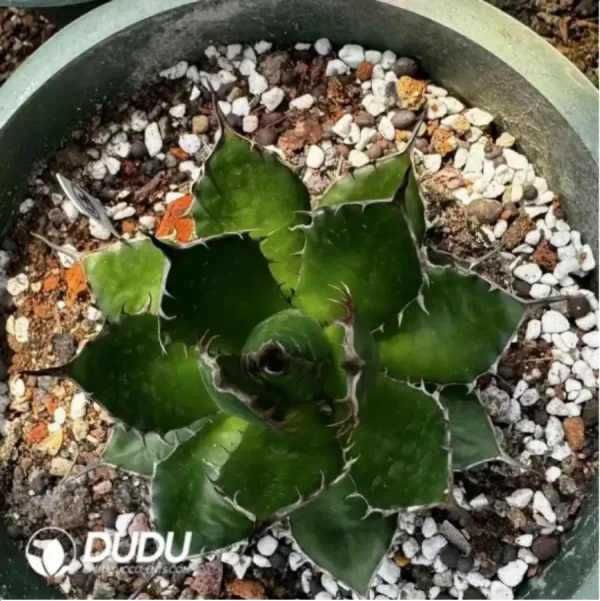 Agave Horrida Dwarf - Image 1