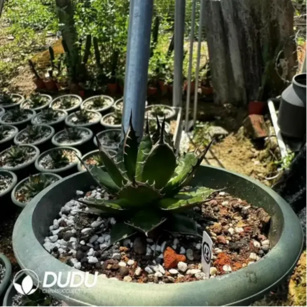 Agave Horrida Dwarf - Image 2