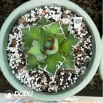 Agave Titanota Caesar