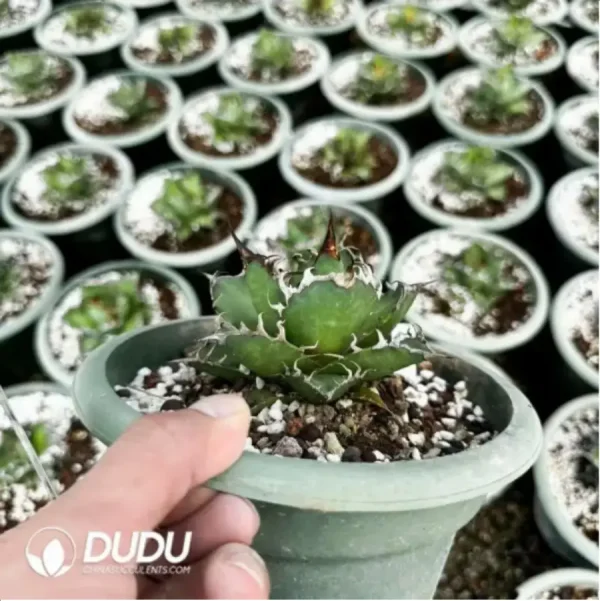 Agave Titanota Caesar - Image 2