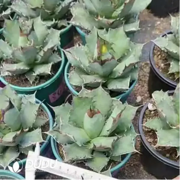 Agave Ji Ren - Image 1