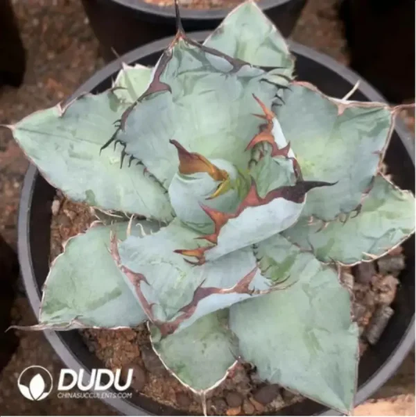 Agave Titanota Blue Whale - Image 1