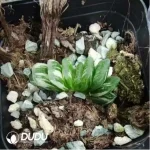 Haworthia Truncata Variegated