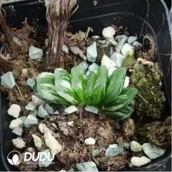 1756115707-1-1877.webp Haworthia Truncata Variegated - Image 1