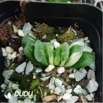 Haworthia Truncata Variegated - Image 2