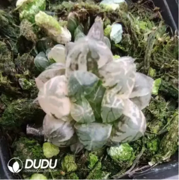 1756115710-1-1558.webp Haworthia Plasticskin - Image 1