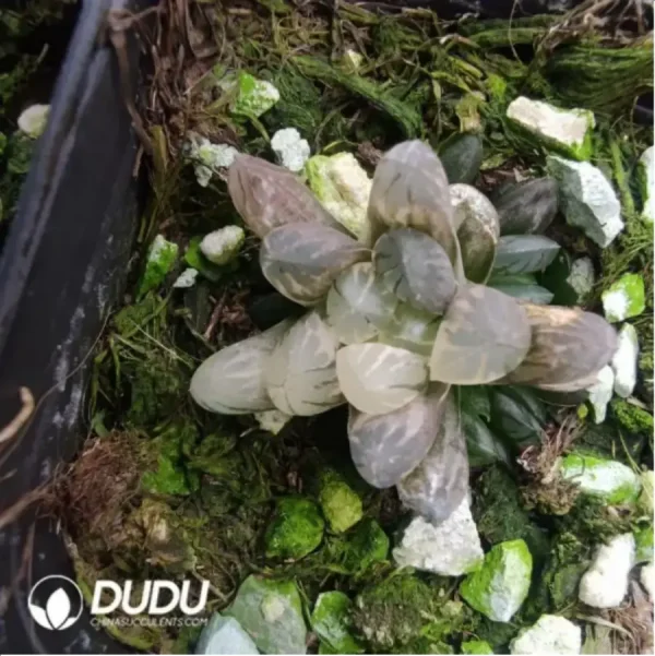 Haworthia Cooperi Variegated - Image 1