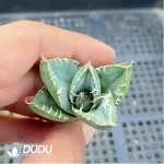 Agave Kelibai - Image 2