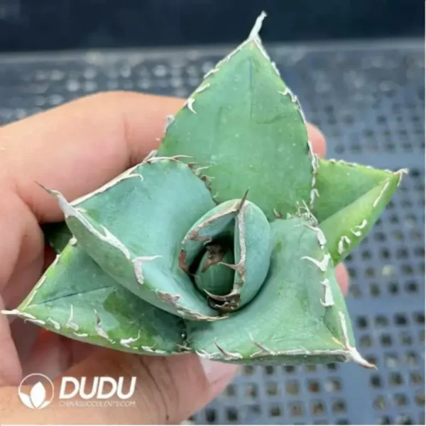 Agave Kirby - Image 1