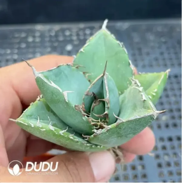 Agave Kirby - Image 2