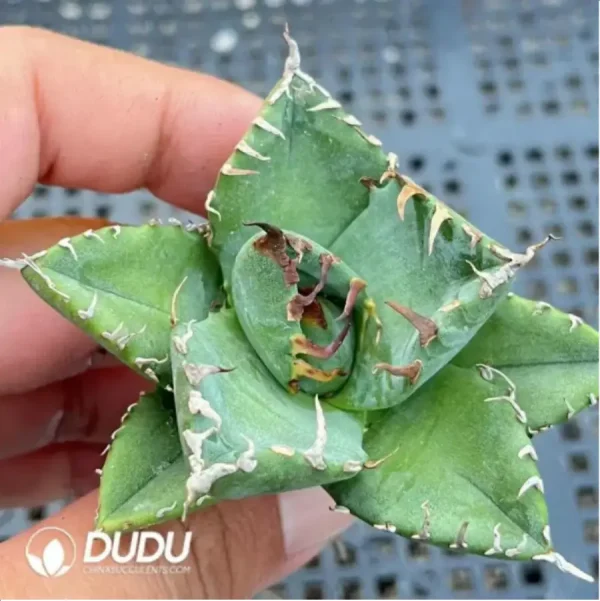 Agave Devil - Image 1