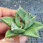 Agave Devil - Image 2