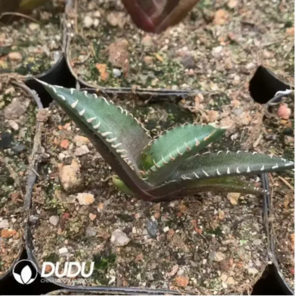 Agave Red Cat - Image 1