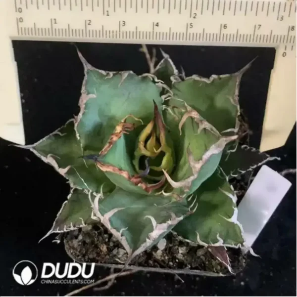 Agave caesar medium - Image 1