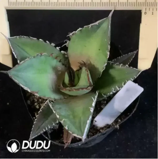 Agave Titanota Shark - Image 1