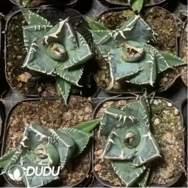 Agave Titanota SAD (Large) - Image 1