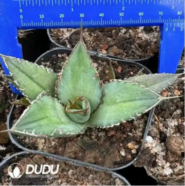 Agave Titanota Venom - Image 1