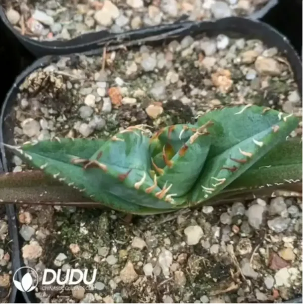 Agave Titanota Mamaru - Image 1