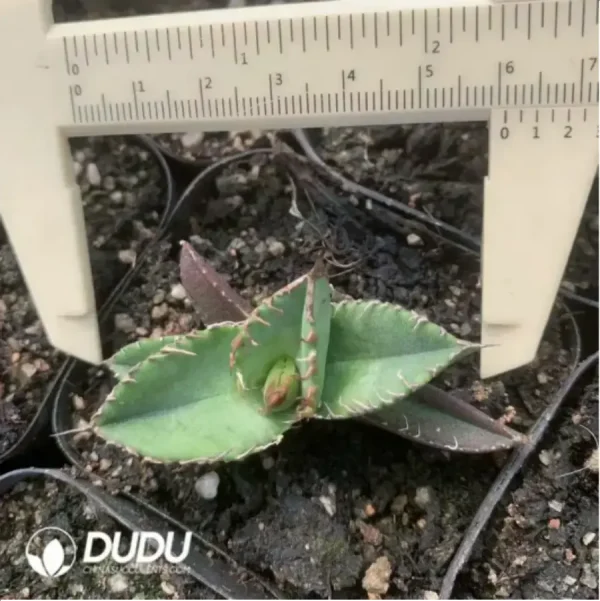 Agave starchaser - Image 1