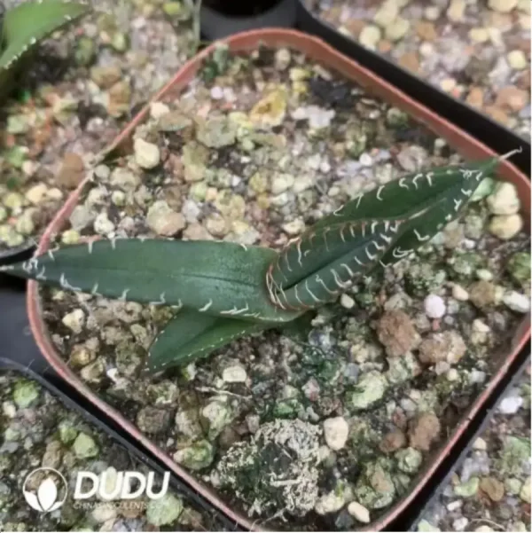 1756115749-1-1699.webp Agave medusae - Image 1