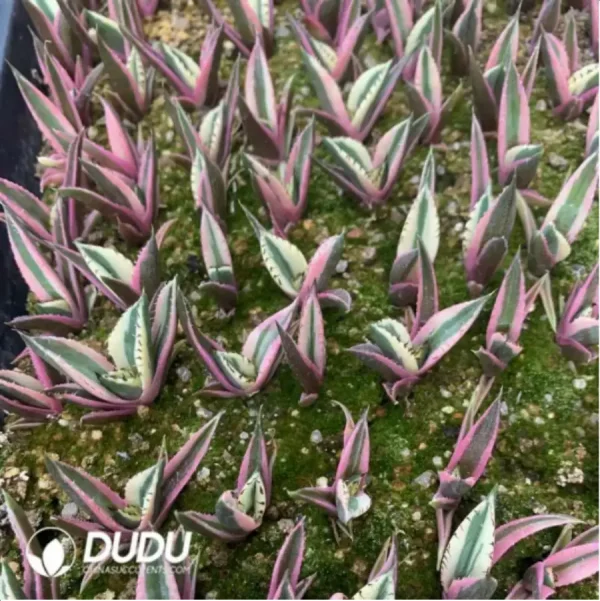 1756115751-1-1697.webp Agave bucktooth variegate - Image 1