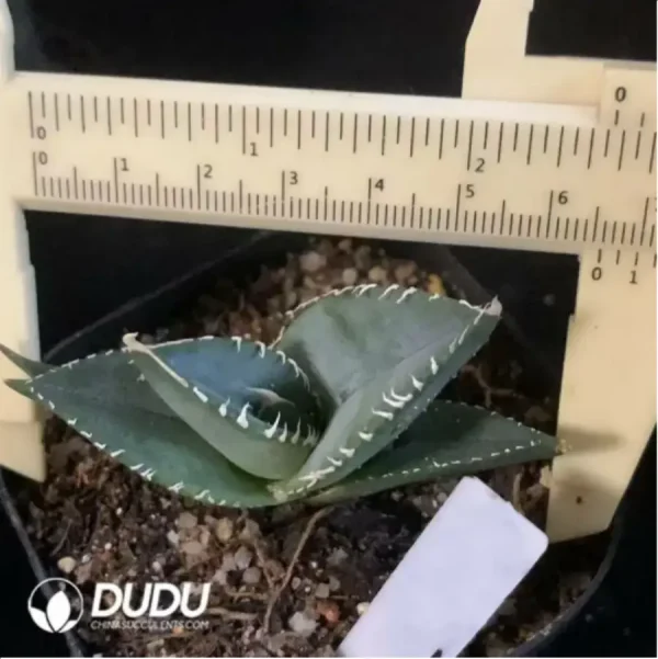 Agave Tiger shark - Image 1