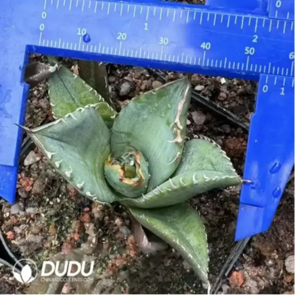 Agave Cat's paw - Image 1