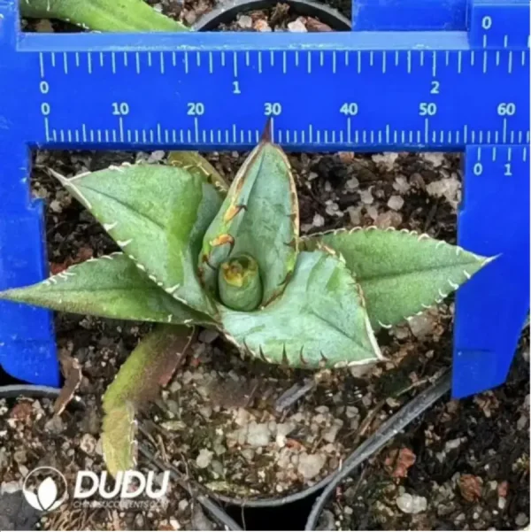 Agave jewel(076) - Image 1