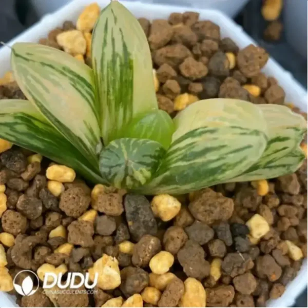 Haworthia Red Flame variegated - Image 1