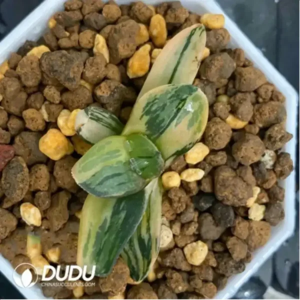 Haworthia ShiPu variegated - Image 1