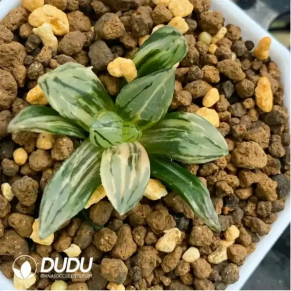 1756115760-1-1683.webp Haworthia Watermelon variegated - Image 1