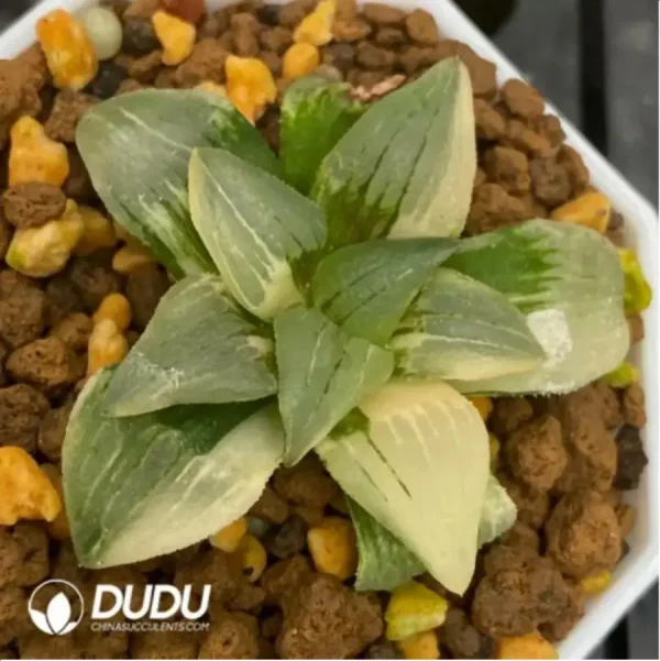 Haworthia Magnifica Variegated - Image 1