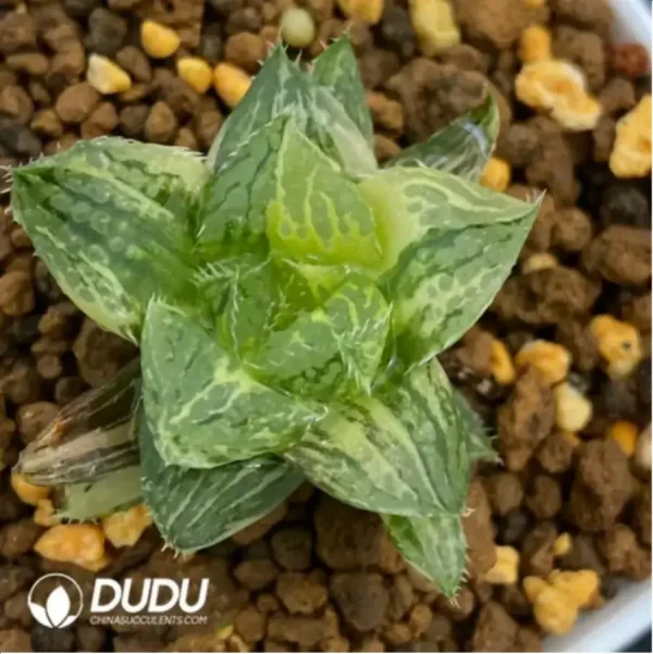 Haworthia 'Lotus Lantern' Variegated - Image 1