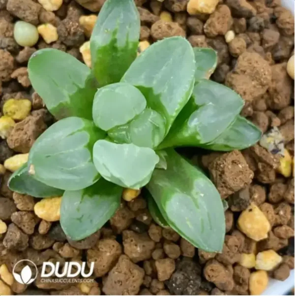 Haworthia Christmas candles - Image 1