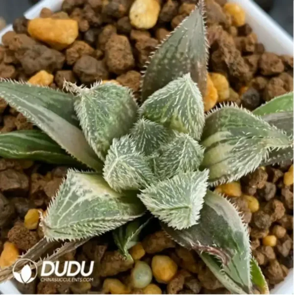 1756115766-1-1676.webp Haworthia cooperi 'MURASAKI EMAK' - Image 1