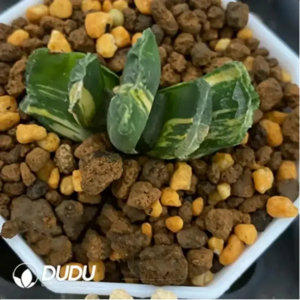 Haworthia Eighteen Ancient and Modern variegated - Image 1