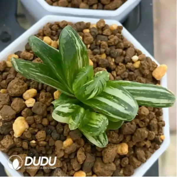 1756115769-1-1672.webp Haworthia truncata × maughanii - Image 1