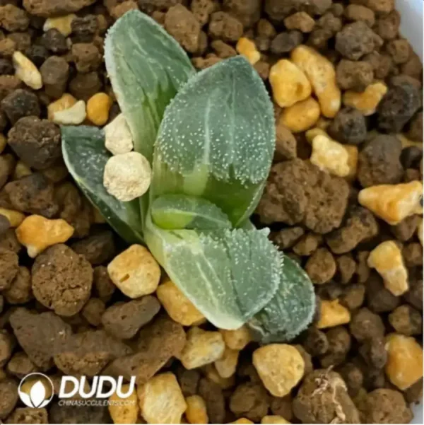 1756115771-1-1669.webp Haworthia Ice Diamond Variegated - Image 1