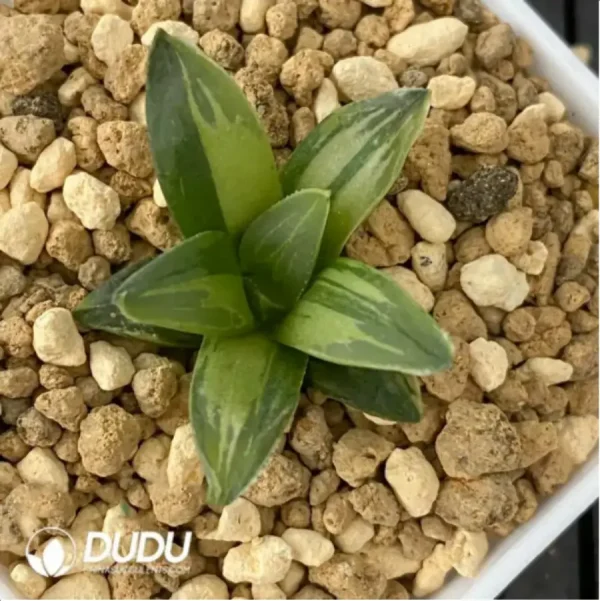 1756115772-1-1668.webp Haworthia Retusa Variegated - Image 1