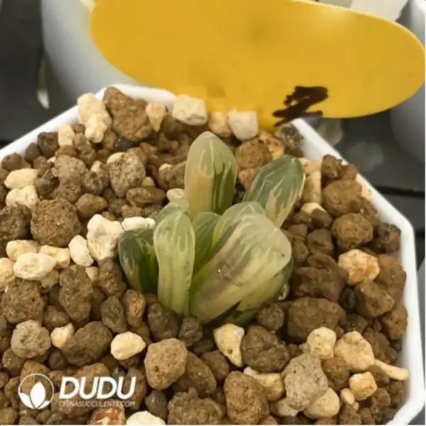 1756115774-1-1665.webp Haworthia Laochuan cooperi var. pilifera Variegated - Image 1