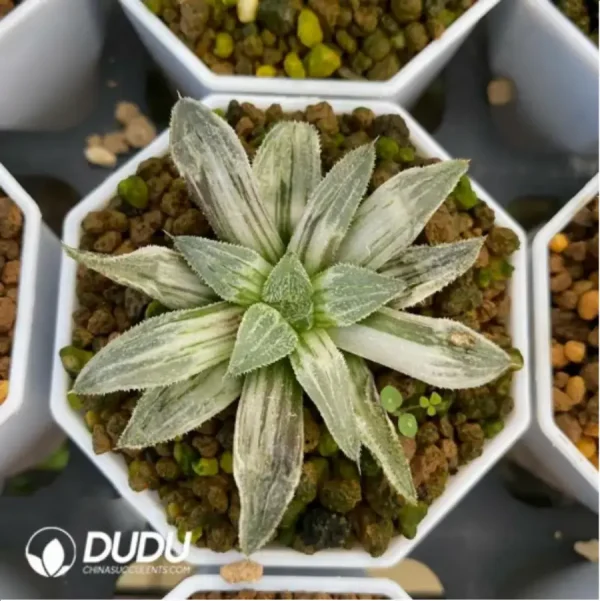 1756115775-1-1664.webp Haworthia Su Pygmaea Varigated - Image 1